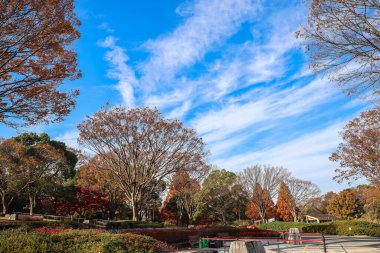 4 Aralık 2024 sakin sonbahar parkı canlı yeşillikler, açık gökyüzü