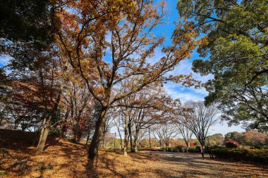 4 Aralık 2024 sakin sonbahar parkı canlı yeşillikler, açık gökyüzü