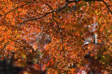 4 Aralık 2024 Bir akçaağacın parlak kırmızı yaprakları Sonbaharın güzelliğinin özünü yakalar