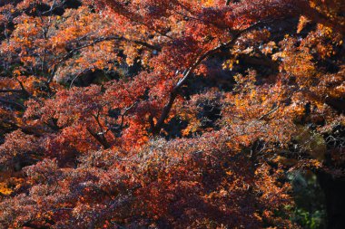 Dec 4 2024 Bright red foliage of a maple tree captures the essence of autumn's beauty clipart