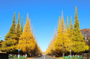 7 Aralık 2024 Altın ginkgo ağaçlarıyla çevrili düz bir yolun sonbahar manzarası,