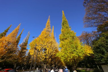 7 Aralık 2024 Altın ginkgo ağaçlarıyla çevrili düz bir yolun sonbahar manzarası,