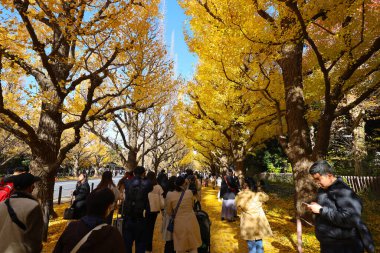 7 Aralık 2024 Altın ginkgo ağaçlarının altında yürüyüş yapan insanların görüntüsü
