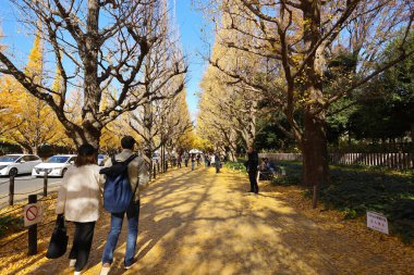 7 Aralık 2024 Altın ginkgo ağaçlarının altında yürüyüş yapan insanların görüntüsü