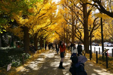 7 Aralık 2024 Altın ginkgo ağaçlarının altında yürüyüş yapan insanların görüntüsü