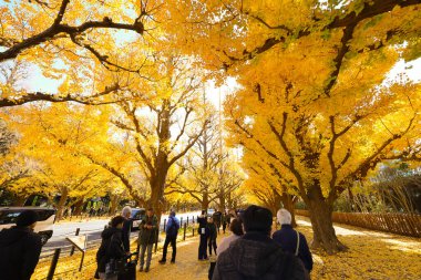 7 Aralık 2024 Altın ginkgo ağaçlarının altında yürüyüş yapan insanların görüntüsü
