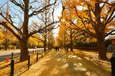 7 Aralık 2024 Altın ginkgo ağaçlarının altında yürüyüş yapan insanların görüntüsü