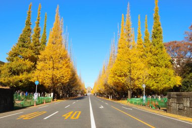 7 Aralık 2024 Altın ginkgo ağaçlarıyla çevrili düz bir yolun sonbahar manzarası,