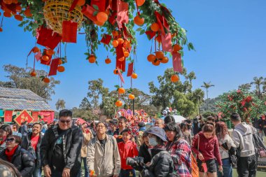 29 Ocak 2025 Lam Tsuen Hong Kong Geleneği Dilek Ağacı