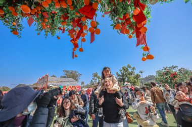 29 Ocak 2025 Lam Tsuen Hong Kong Geleneği Dilek Ağacı