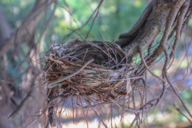 Ağaçtaki Boş Kuş Yuvası 'nın Yakın Çekim Görüntüsü