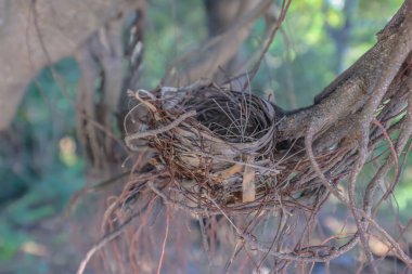 Ağaçtaki Boş Kuş Yuvası 'nın Yakın Çekim Görüntüsü
