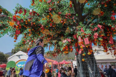 29 Ocak 2025 Lam Tsuen Hong Kong Geleneği Dilek Ağacı