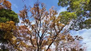 Showa Anıt Parkı Tokyo Doğal Manzara Manzarası, 4 Aralık 2024 