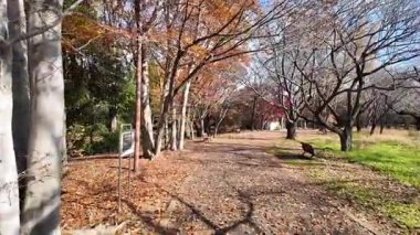 Showa Anıt Parkı Tokyo Doğal Manzara Manzarası, 4 Aralık 2024 