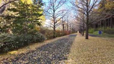 Showa Anıt Parkı Tokyo Doğal Manzara Manzarası, 4 Aralık 2024 