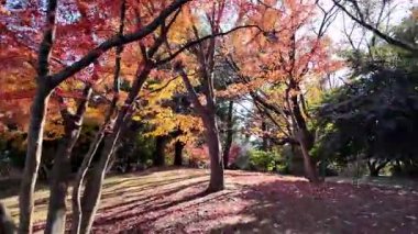 Showa Anıt Parkı Tokyo Doğal Manzara Manzarası, 4 Aralık 2024 