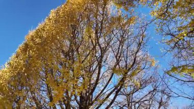 Showa Anıt Parkı Tokyo Doğal Manzara Manzarası, 4 Aralık 2024 