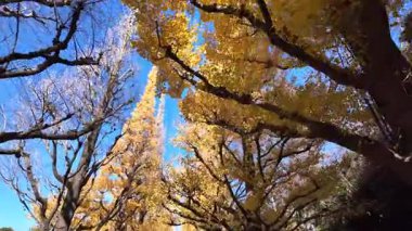 Meiji Jingu Gaien Gingko Caddesi TL Tokyo Japon Sezonluk Güzelliği, 7 Aralık 2024 