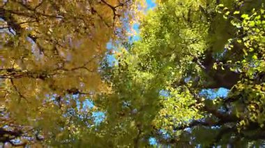 Meiji Jingu Gaien Gingko Caddesi TL Tokyo Japon Sezonluk Güzelliği, 7 Aralık 2024 