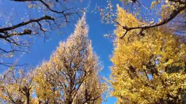 Meiji Jingu Gaien Gingko Caddesi TL Tokyo Japon Sezonluk Güzelliği, 7 Aralık 2024 