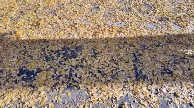 Namiyoke Tapınağı Tokyo Tarihi Şinto Dinsel Alanı, 7 Aralık 2024 