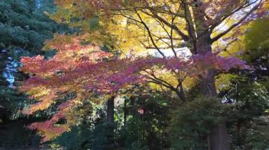 Kyu Furukawa Teien Tokyo Japon Tarihi Bahçesi ve Mansion View, 6 Aralık 2024 