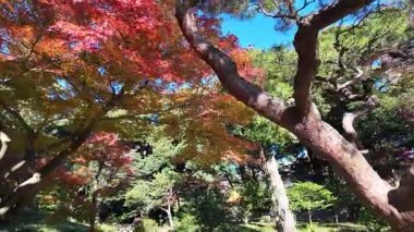 Kyu Furukawa Teien Tokyo Japon Tarihi Bahçesi ve Mansion View, 6 Aralık 2024 