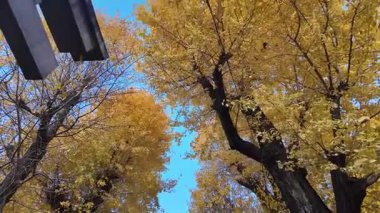 Tobikiinari Tapınağı Tokyo Geleneksel Ruhsal Simge, 8 Aralık 2024 