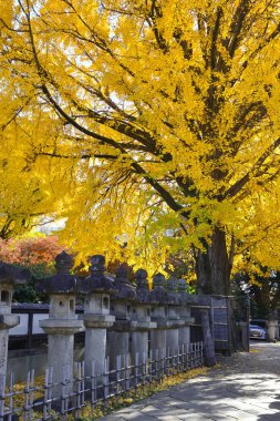 10 Aralık 2024, geleneksel fenerlerin yanında altın yapraklar ve asfalt bir patika.