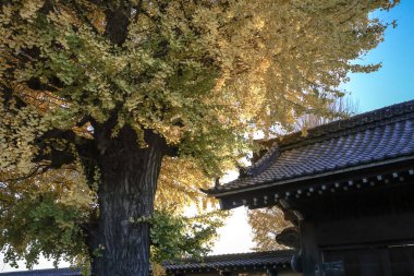 9 Aralık 2024 Altın sarısı bir sonbahar ağacının arka planında güzel bir şekilde