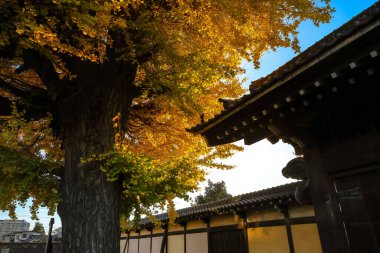 9 Aralık 2024 Altın sarısı bir sonbahar ağacının arka planında güzel bir şekilde