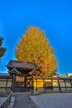 9 Aralık 2024 Altın sarısı bir sonbahar ağacının arka planında güzel bir şekilde