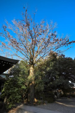 9 Aralık 2024 Serene bahçe sahnesi altında uzun ve çıplak bir ağaç var.