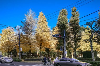 6 Aralık 2024 Parlak sarı sonbahar yapraklarını gösteren bir park.