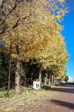 6 Aralık 2024 Altın yapraklı ağaçların oluşturduğu sakin bir sonbahar şehri.