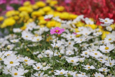 Çiçek açmış güzel kır çiçekleri. Pembe gibi farklı renklerde.