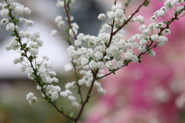Zarif beyaz çiçekler tam çiçeklenir zarafetle dallanır
