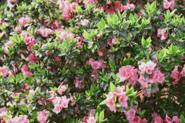 Güzel pembe açelya çiçeklerinin tam çiçek açtığı yakın plan çekimde,