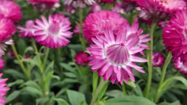 Çilek çiçekleri canlı bir Sunlit Garden Manzarası 'nda açar.
