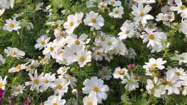 Doğada açan Beyaz Kozmos Bipinnatus Çiçekleri