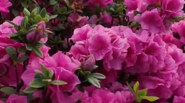 Azalea Çiçekleri Canlı Bir Bahar Bahçesinde Çiçek Açar