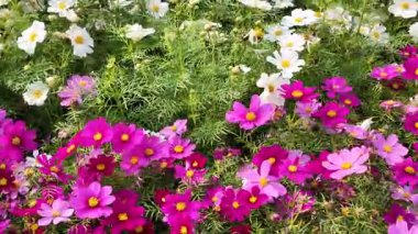 Kozmos Bipinnatus Çiçekleri Sunlit Çayırı 'nda Çiçek açıyor