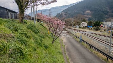 26 Mart 2025 Çiçeklerle çevrili huzurlu demiryolu rayları,