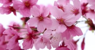 İlkbahar Ayarı 'nda Pembe Kiraz Çiçeği Dalları