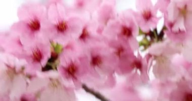 İlkbahar Ayarı 'nda Pembe Kiraz Çiçeği Dalları