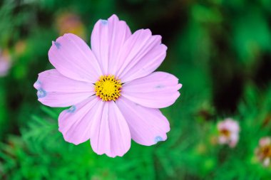Pembe bir çiçeğin canlı sarı bir sante ile yakalanması