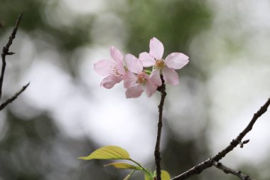 Çelişkili pembe detaylarla beyaz kiraz çiçekleri