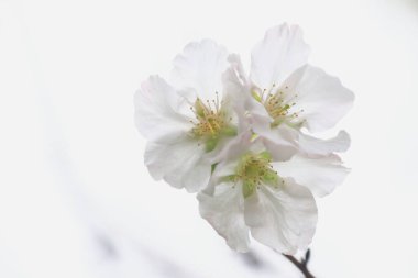 Çelişkili pembe detaylarla beyaz kiraz çiçekleri