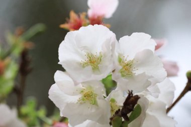 Çelişkili pembe detaylarla beyaz kiraz çiçekleri